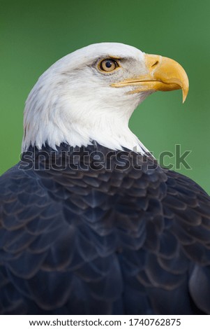 A portrait of an American bald eagle