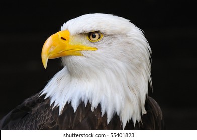 Portrait of an american bald eagle, symbol of freedom of the United States of America.