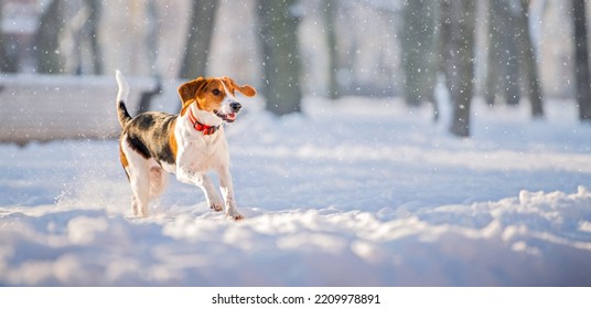 Portrait of american beagle dog running through snow to camera in park winter - Powered by Shutterstock