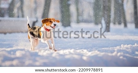 Portrait of american beagle dog running through snow to camera in park winter