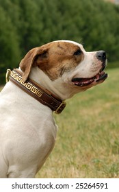 Portrait Of American Bulldog