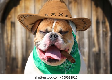 Portrait of American bulldog in cowboy hat and handkerchief with a cigar in his mouth