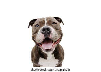 笑う犬 の画像 写真素材 ベクター画像 Shutterstock