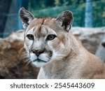  Portrait of an American Cougar, mountain lion, puma, cougar close up. Summer scene in the woods. wildlife America. Portrait of a big cat