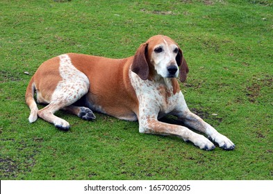 Portrait Of An American English Coonhound