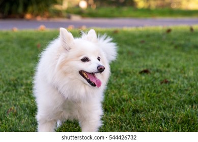 Portrait of an American Eskimo dog. The American Eskimo Dog is a breed of companion dog originating in Germany.