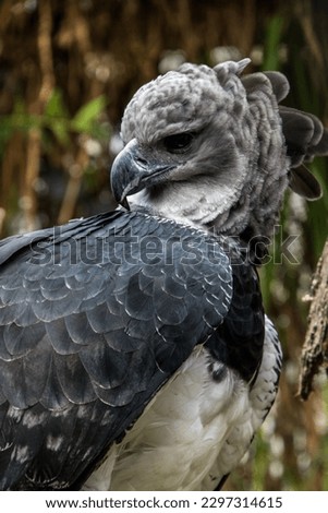 A portrait of the American Harpy eagle