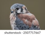 A portrait of an American Kestrel
