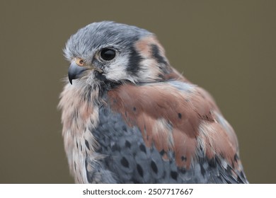 A portrait of an American Kestrel
 - Powered by Shutterstock