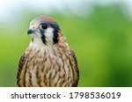 Portrait of American Kestrel (Falco sparverius), the smallest falcon in North America, copy space