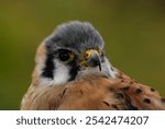 A portrait of an American Kestrel(Falco sparverius) on a wooden fence, vertical