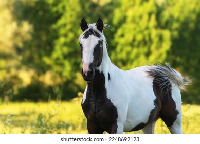 Portrait of american  paint horse in summer - Powered by Shutterstock