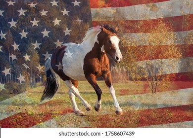 Portrait Of An American Paint Horse With USA Flag On The Background 