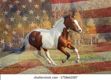 Portrait Of An American Paint Horse With USA Flag On The Background 