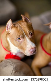 Portrait Of American Pit Bull Terrier Dog Red With A Red Collar Brush On The Neck Sitting And Lying In The Studio