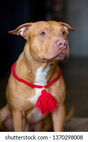 Portrait Of American Pit Bull Terrier Dog Red With A Red Collar Brush On The Neck Sitting And Lying In The Studio