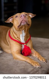 Portrait Of American Pit Bull Terrier Dog Red With A Red Collar Brush On The Neck Sitting And Lying In The Studio