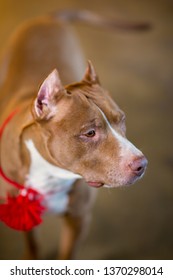 Portrait Of American Pit Bull Terrier Dog Red With A Red Collar Brush On The Neck Sitting And Lying In The Studio