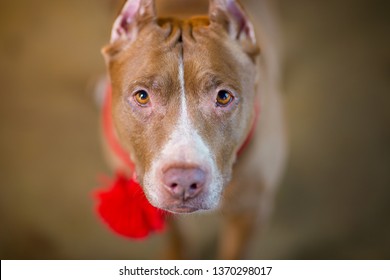 Portrait Of American Pit Bull Terrier Dog Red With A Red Collar Brush On The Neck Sitting And Lying In The Studio