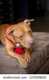 Portrait Of American Pit Bull Terrier Dog Red With A Red Collar Brush On The Neck Sitting And Lying In The Studio