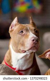 Portrait Of American Pit Bull Terrier Dog Red With A Red Collar Brush On The Neck Sitting And Lying In The Studio