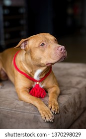 Portrait Of American Pit Bull Terrier Dog Red With A Red Collar Brush On The Neck Sitting And Lying In The Studio