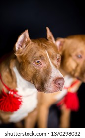 Portrait Of American Pit Bull Terrier Dog Red With A Red Collar Brush On The Neck Sitting And Lying In The Studio