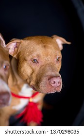 Portrait Of American Pit Bull Terrier Dog Red With A Red Collar Brush On The Neck Sitting And Lying In The Studio