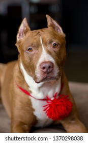 Portrait Of American Pit Bull Terrier Dog Red With A Red Collar Brush On The Neck Sitting And Lying In The Studio