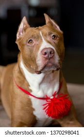 Portrait Of American Pit Bull Terrier Dog Red With A Red Collar Brush On The Neck Sitting And Lying In The Studio