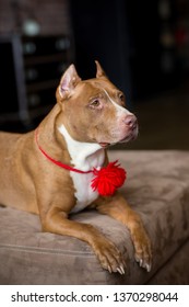 Portrait Of American Pit Bull Terrier Dog Red With A Red Collar Brush On The Neck Sitting And Lying In The Studio