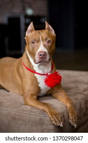 Portrait Of American Pit Bull Terrier Dog Red With A Red Collar Brush On The Neck Sitting And Lying In The Studio