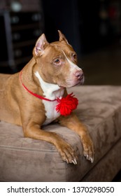 Portrait Of American Pit Bull Terrier Dog Red With A Red Collar Brush On The Neck Sitting And Lying In The Studio