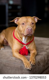 Portrait Of American Pit Bull Terrier Dog Red With A Red Collar Brush On The Neck Sitting And Lying In The Studio