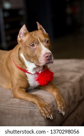 Portrait Of American Pit Bull Terrier Dog Red With A Red Collar Brush On The Neck Sitting And Lying In The Studio