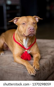 Portrait Of American Pit Bull Terrier Dog Red With A Red Collar Brush On The Neck Sitting And Lying In The Studio