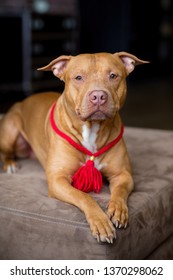 Portrait Of American Pit Bull Terrier Dog Red With A Red Collar Brush On The Neck Sitting And Lying In The Studio