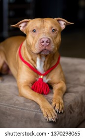 Portrait Of American Pit Bull Terrier Dog Red With A Red Collar Brush On The Neck Sitting And Lying In The Studio