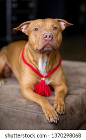 Portrait Of American Pit Bull Terrier Dog Red With A Red Collar Brush On The Neck Sitting And Lying In The Studio