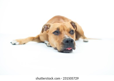 635 American pitt bull terrier Images, Stock Photos & Vectors ...