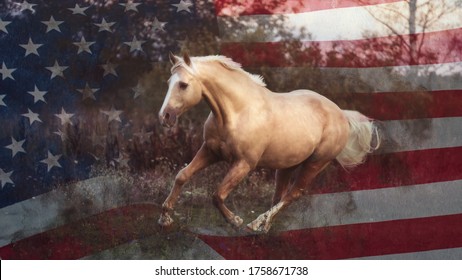 Portrait Of An American Quarter Horse In Summer Sunlight With USA Flag On The Background 