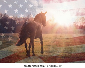 Portrait Of An American Quarter Horse In Summer Sunlight With USA Flag On The Background 