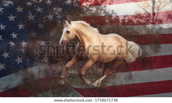 Portrait American Quarter Horse Summer Sunlight Stock Photo (Edit Now ...