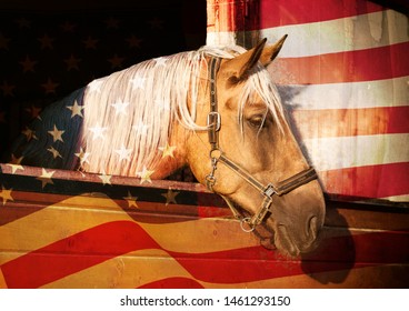 Portrait Of An American Quarter Horse With USA Flag On The Background 