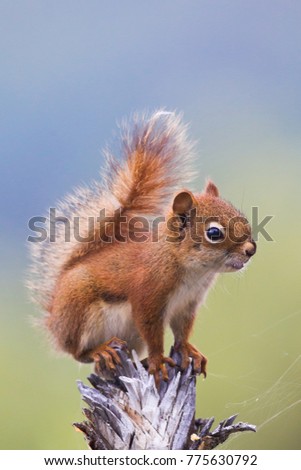 Similar – Image, Stock Photo close up of hungry gray squirrel