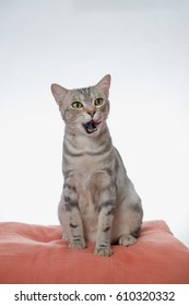 Portrait of American short hair cat opening his mouth and sitting on orange pillow.