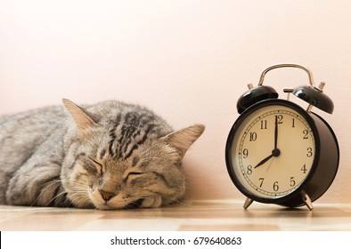 Portrait Of American Shorthair Cat Sleeping With Vintage Alarm Clock On The Floor. Lazily Cat Don't Want To Wake Up Early At Monday Morning.
