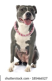 3,418 Blue staffordshire bull terrier Images, Stock Photos & Vectors ...