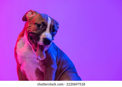 Portrait American Staffordshire Terrier isolated over studio background in neon gradient pink light filter  Concept motion  beauty  vet  breed  action  pets love  animal life  Copy space for ad 