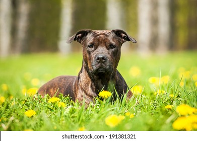 Portrait of american staffordshire terrier lying in dandelions - Shutterstock ID 191381321